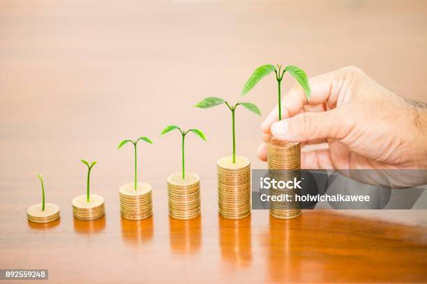 Man Hand Holding Tree Growing Putting On Money Coin Stack Arranged As A Graph On Wooden Table Concept Of Money Growth Stock Photo - Download Image Now