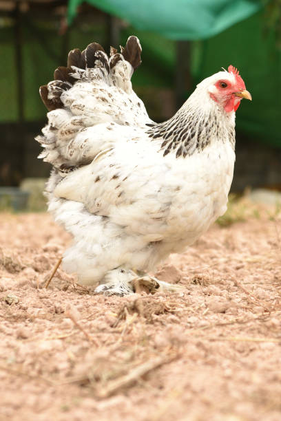 istock Giant chicken Brahma standing on ground in Farm area 892565366