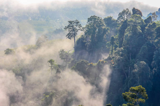 istock light through to on the hill pass fog floating above the trees 892567544