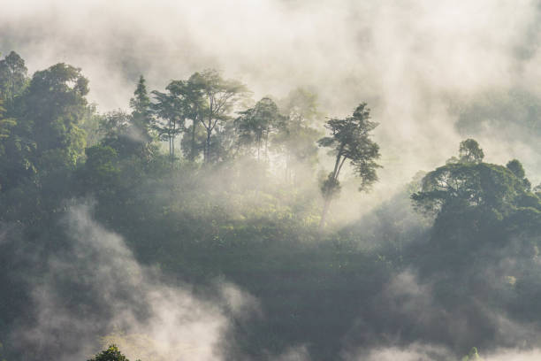istock light through to on the hill pass fog floating above the trees 892567822