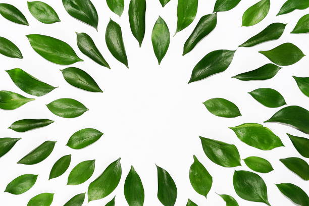 istock Floral pattern made of green leaves, branches on white background. Flat lay, top view. Leaf pattern texture. 892567994