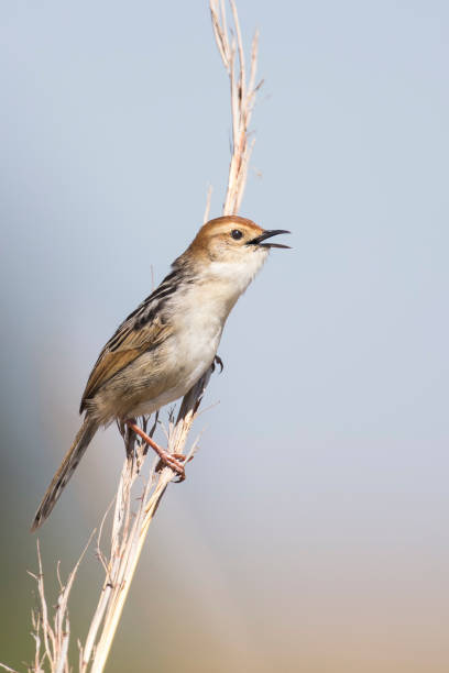 istock Small brown cisticola sitting and singing on a grass stem 892568148
