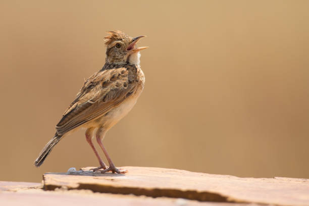 istock Rufous-naped lark sit on a rock and call to claim his territory 892568210