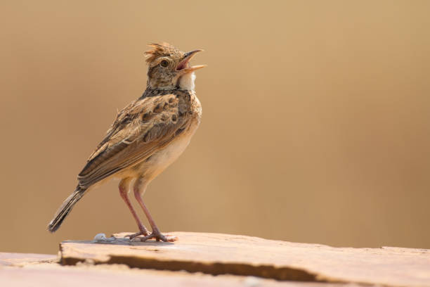 Rufous-naped lark sit on a rock and call to claim his territory Rufous-naped lark sit on a rock and call to claim his territory rufous naped lark mirafra africana stock pictures, royalty-free photos & images