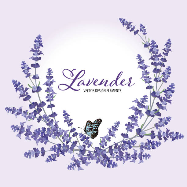 ilustrações, clipart, desenhos animados e ícones de quadro floral com flores de lavanda outono com borboleta em fundo violeta. - violet blossom spring nature