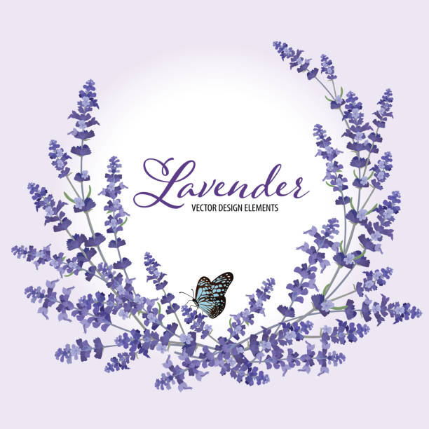 Floral frame with autumn lavender flowers with butterfly on violet background. Floral frame with autumn lavender flowers with butterfly on violet background. Vector set of blooming floral for wedding invitations and greeting card design. violet flower vector stock illustrations