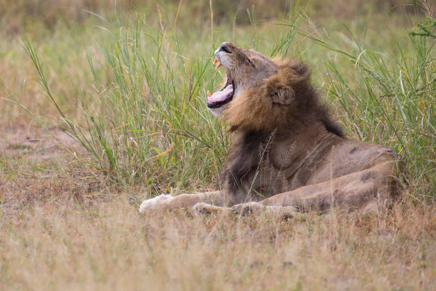 ferito vecchio leone maschio sdraiato a riposare nell'erba e leccare le ferite - lion mane strength male animal foto e immagini stock
