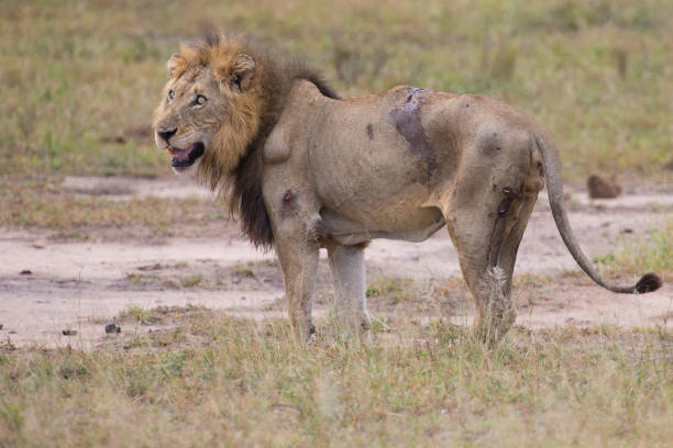 ferito vecchio leone maschio sdraiato a riposare nell'erba e leccare le ferite - lion mane strength male animal foto e immagini stock