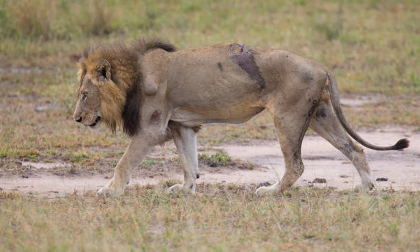 ferito vecchio leone maschio sdraiato a riposare nell'erba e leccare le ferite - lion mane strength male animal foto e immagini stock