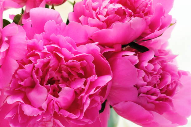 istock A beautiful bouquet of pink peonies on a white background. 892571052