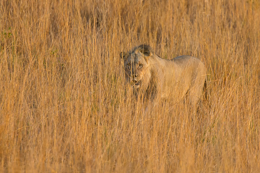 Lion male move in brown grass to a kill