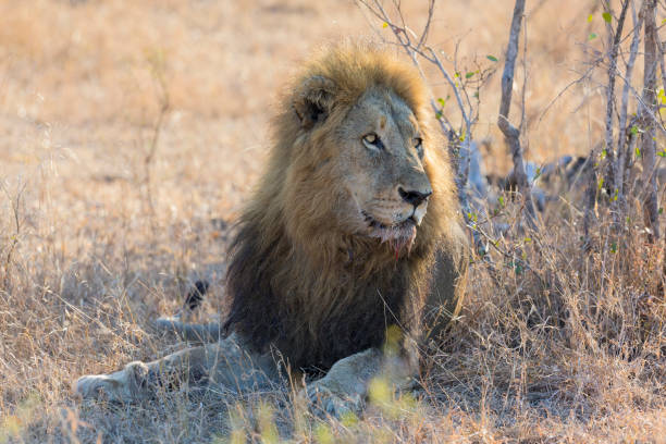 istock Male lion lay down to rest on grass after eating 892571110