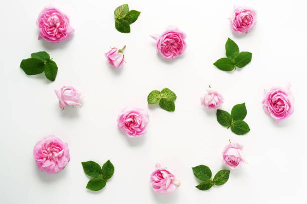 istock Pattern of pink roses and leaves on a white background. flat lay.top view 892571118