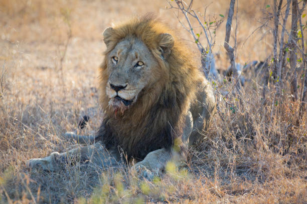 istock Male lion lay down to rest on grass after eating 892571122
