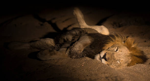 istock Lion male with huge mane lay on sand in darkness 892571128