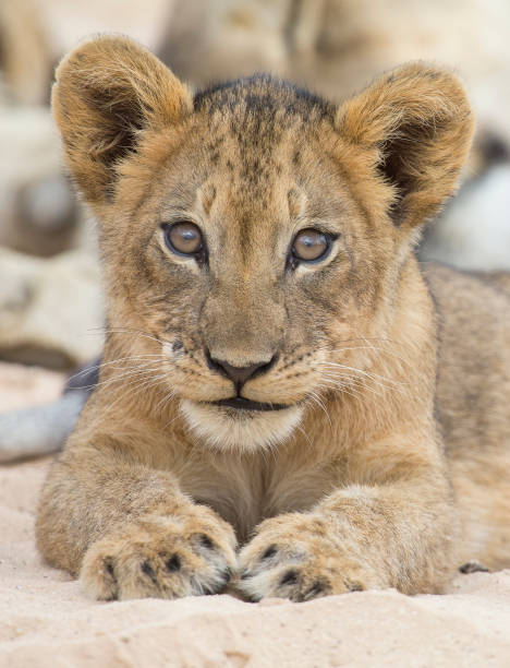 3,237 Lion Ears Stock Photos, Pictures & Royalty-Free Images - iStock 3,237 Lion Ears Stock Photos, Pictures & Royalty-Free Images - iStock