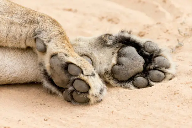 Photo of Close-up of big and powerful lion paws on the soft Kalahari sand