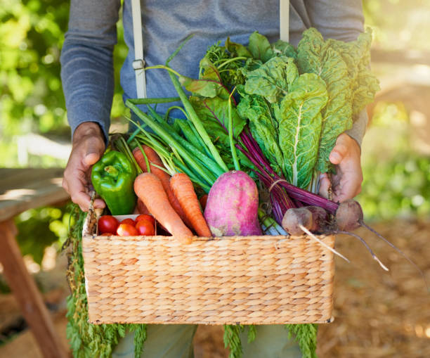 la natura sa meglio - human hand gardening vegetable garden farm foto e immagini stock