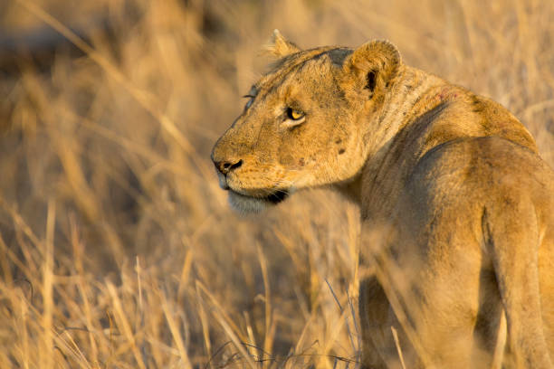 istock Lioness move in brown grass to a kill 892573618