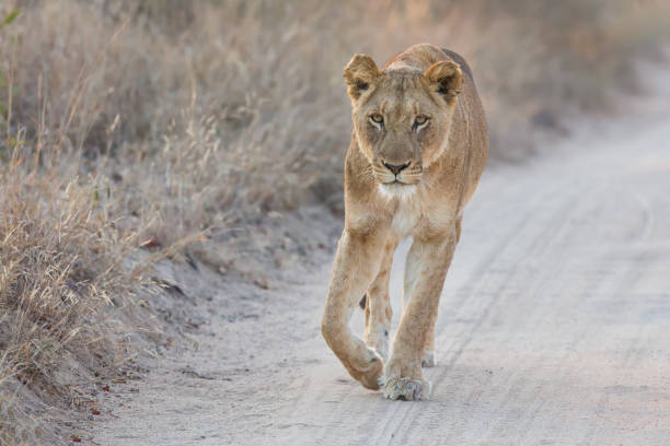 istock Lioness walking carefully along a dirt road looking attentive forward 892573650