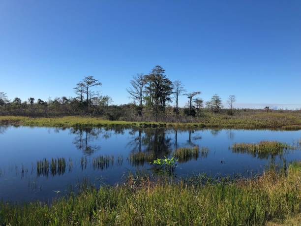 istock swamp landscape Florida 892578808