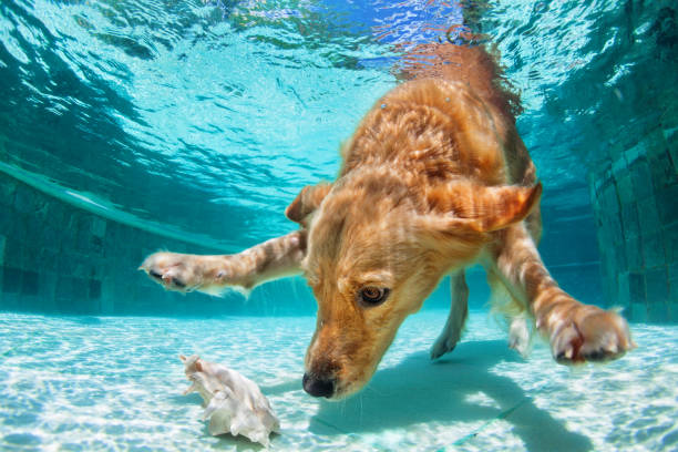 istock Dog diving underwater in swimming pool. 892578882