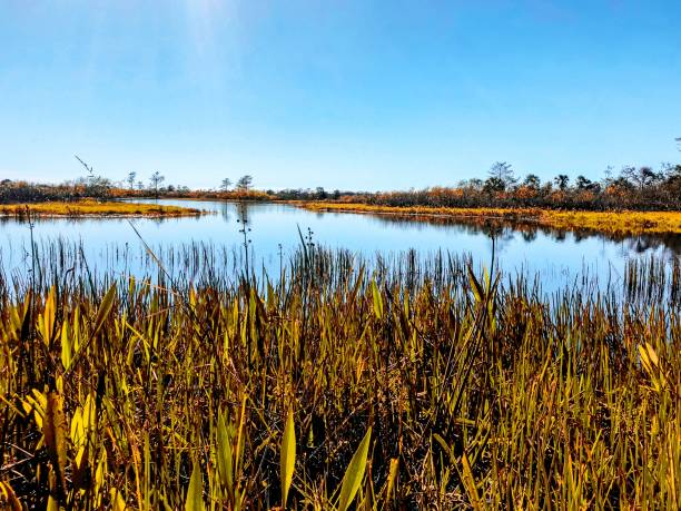 istock autumn in the swamp 892583310