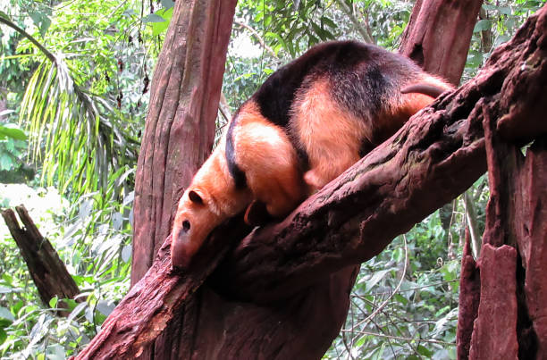 襟アリクイやタマンデュアとも呼ばれる南コアリクイ (コアリクイ tetradactyla) - southern tamandua ストックフォトと画像