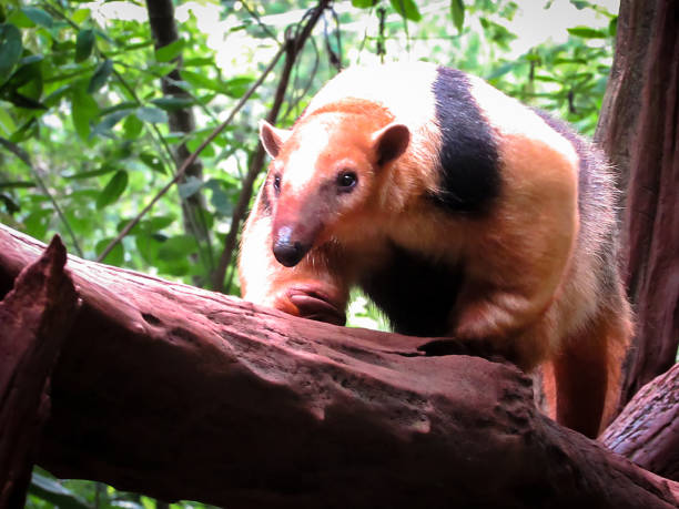 襟アリクイやタマンデュアとも呼ばれる南コアリクイ (コアリクイ tetradactyla) - southern tamandua ストックフォトと画像