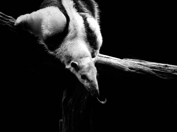 tamandua du sud (tamandua tetradactyla), aussi connu comme le fourmilier à collier ou moindre fourmilier - southern tamandua photos et images de collection