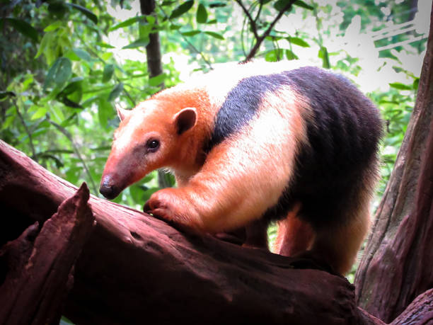 tamandua du sud (tamandua tetradactyla), aussi connu comme le fourmilier à collier ou moindre fourmilier - southern tamandua photos et images de collection