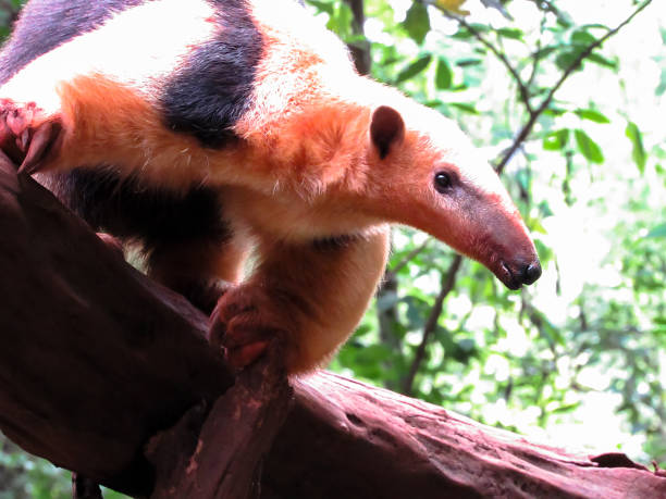 tamandua du sud (tamandua tetradactyla), aussi connu comme le fourmilier à collier ou moindre fourmilier - southern tamandua photos et images de collection