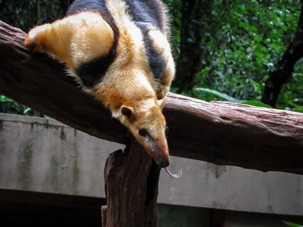 襟アリクイやタマンデュアとも呼ばれる南コアリクイ (コアリクイ tetradactyla) - southern tamandua ストックフォトと画像