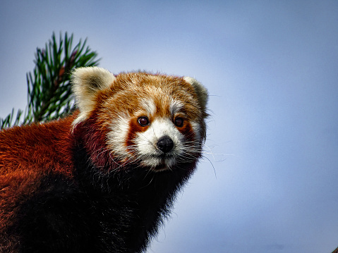 Red Panda (Ailurus fulgens), also known as Lesser Panda, Red Bear-Cat, and Red Cat-Bear. Face close-up