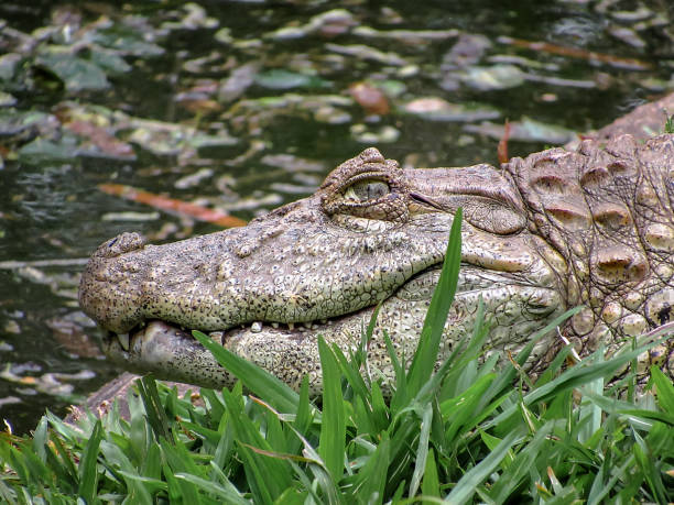 istock Broad-Snouted Caiman (Caiman latirostris) Lurking on Swampy Waters 892588746