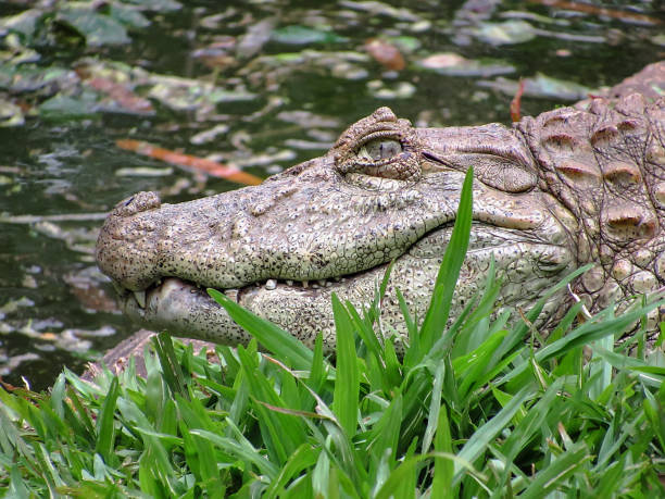 istock Broad-Snouted Caiman (Caiman latirostris) Lurking on Swampy Waters 892588754