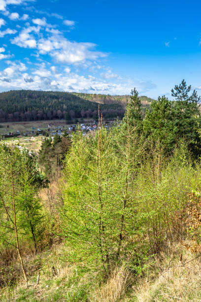 istock Spring landscape with fresh green trees and blue sky 892591270