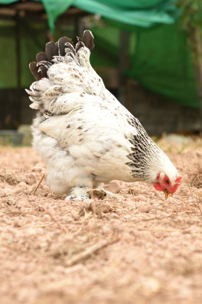 Giant Chicken Brahma Standing On Ground In Farm Area Stock Photo