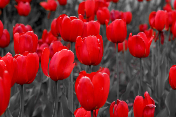 istock Group of red tulips are growing on a spring meadow. 892598780