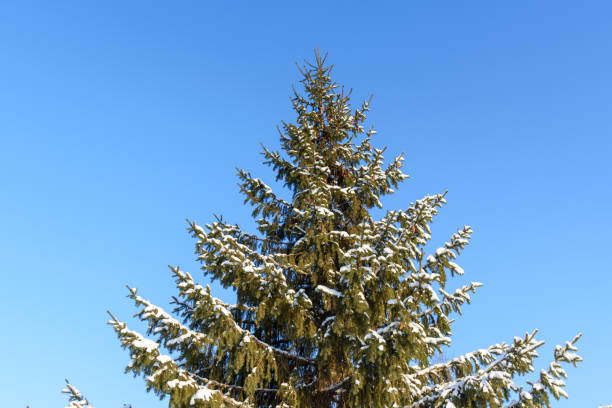 istock Snow covered fir tree with cones on blue sky 892606692