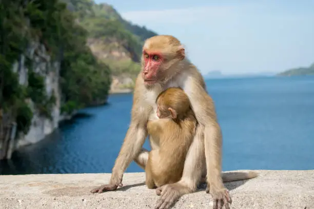 Photo of monkey with baby sitdown on concrete