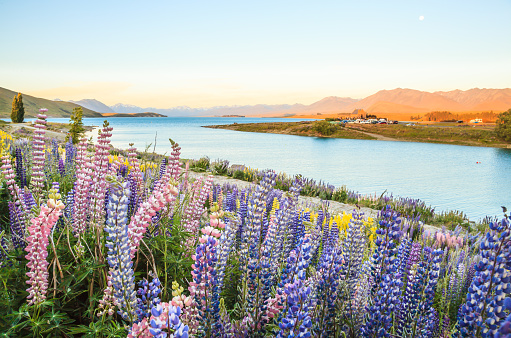 Lake Tekapo Landscape and Lupin Flower Field, New Zealand. Various, Colorful Lupin Flowers in full bloom with the background of Lake Tekapo, mountain ranges and Church of the Good Shepherd in dusk sky.