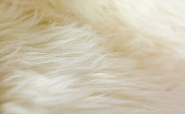 istock Natural sheepskin fluffy fur rug extreme macro background 892620618