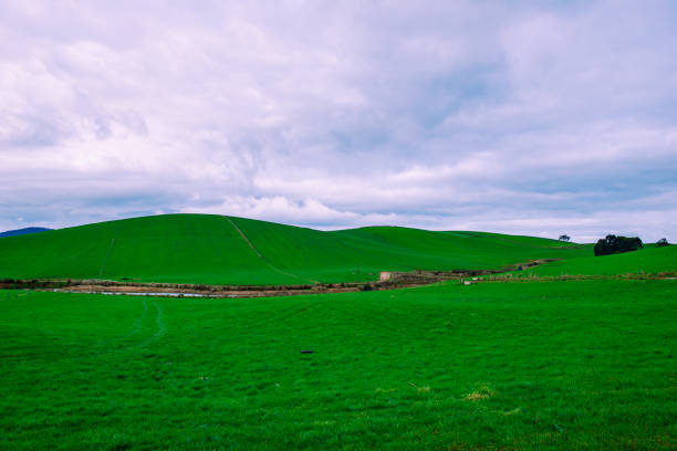 istock Farming field in Tasmania, Australia 892620644