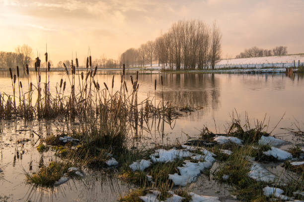 antes de la puesta de sol - frozen cold lake reed fotografías e imágenes de stock