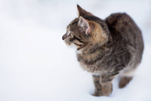 istock Homeless cat portrait, walking alone, cold winter day. 892625504