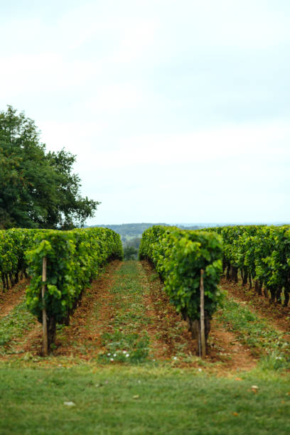 istock Vineyardes in France 892627668