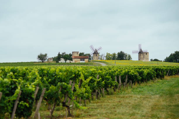 vignobles et vieux moulins à vent sur fond à bordeaux - windmill cultivated land crop day photos et images de collection