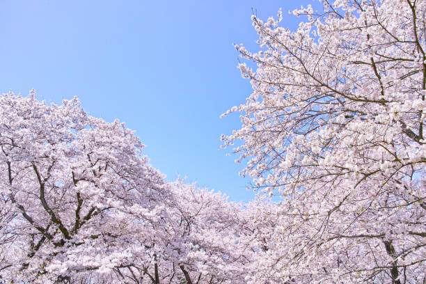 桜が満開です - treelined ストックフォトと画像