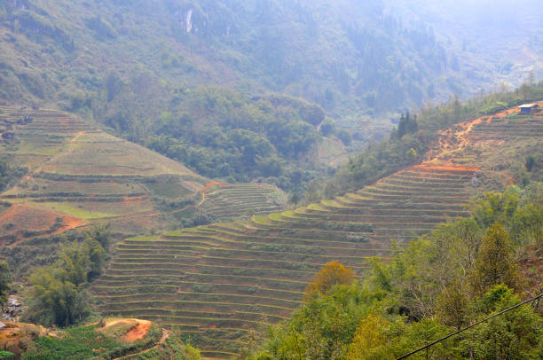 istock Rice field in Vietnam 892643484